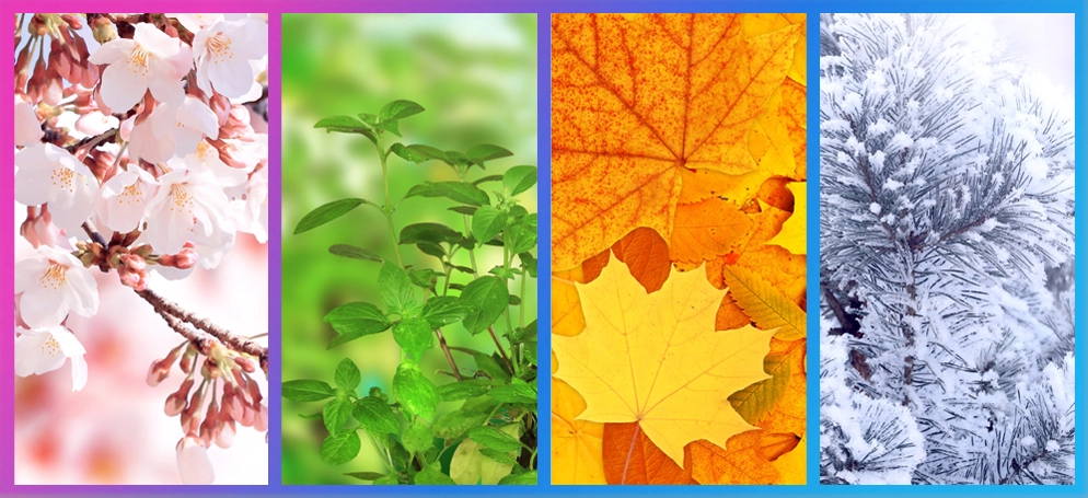 A collage of seasonal foliage