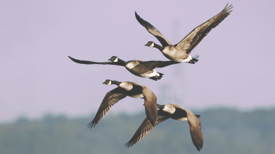 Site Migration Fails