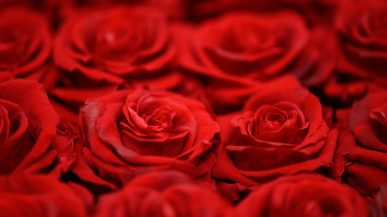 red roses