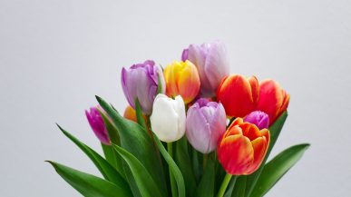 colourful flowers